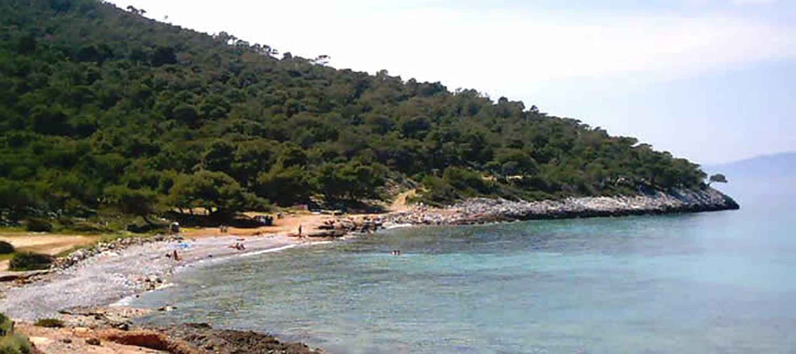 Beach on Agistri island with pine trees reaching the shore